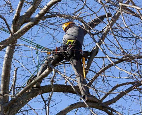 Service élagage d'Arbre, tree trimming