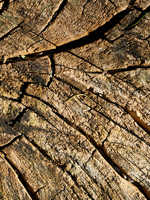 Service Essouchement 3