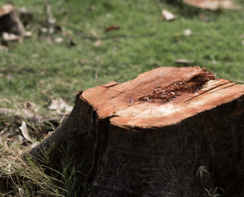 Service essouchement, stump removal