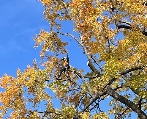Service taille d'arbre, tree pruning